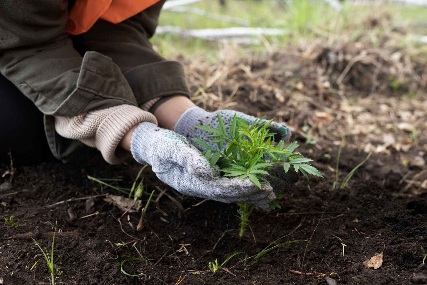 Trusted North Merritt Island, FL Tree Service Experts